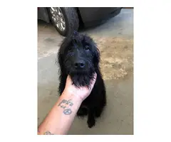 Female Labradoodle puppy rehoming now - 6