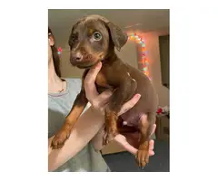 5 Doberman pinscher puppies for sale