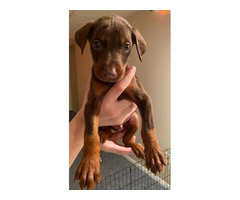 5 Doberman pinscher puppies for sale in Marshall, Michigan ...