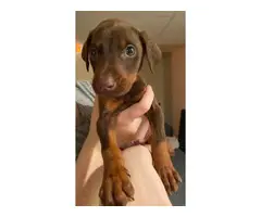 5 Doberman pinscher puppies for sale - 9