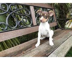 Purebred rat terrier puppy ready to go now - 1