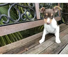 Purebred rat terrier puppy ready to go now - 2