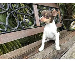 Purebred rat terrier puppy ready to go now - 3