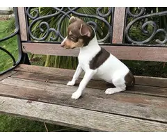Purebred rat terrier puppy ready to go now - 4