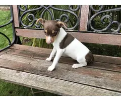 Purebred rat terrier puppy ready to go now - 5