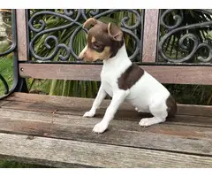Purebred rat terrier puppy ready to go now - 6