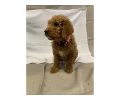 8 Labradoodle puppies for sale - 2