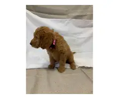 8 Labradoodle puppies for sale - 3