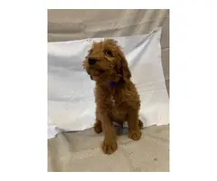 8 Labradoodle puppies for sale - 4