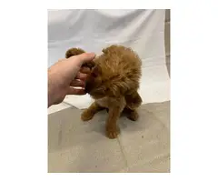 8 Labradoodle puppies for sale - 6