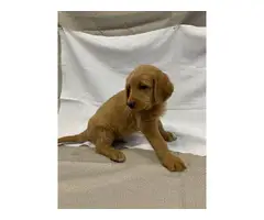 8 Labradoodle puppies for sale - 7