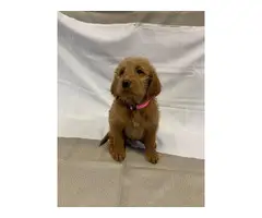 8 Labradoodle puppies for sale - 8