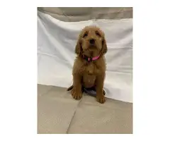 8 Labradoodle puppies for sale - 9