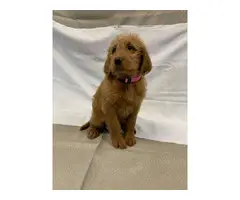8 Labradoodle puppies for sale - 10