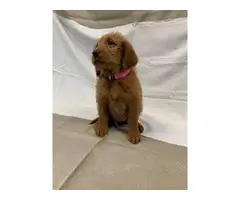 8 Labradoodle puppies for sale - 11
