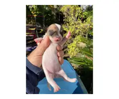 1 female and 2 males Chihuahua for sale