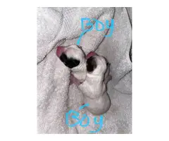 1 female and 2 males Chihuahua for sale - 4