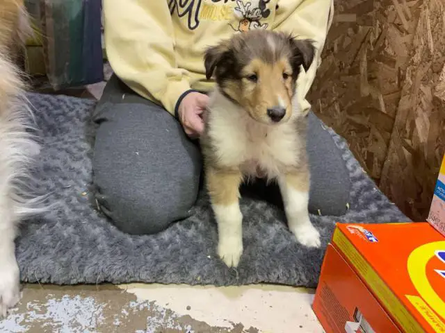 4 males and 4 females Registered Rough collie Puppies for sale - 1/6