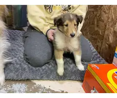 4 males and 4 females Registered Rough collie Puppies for sale