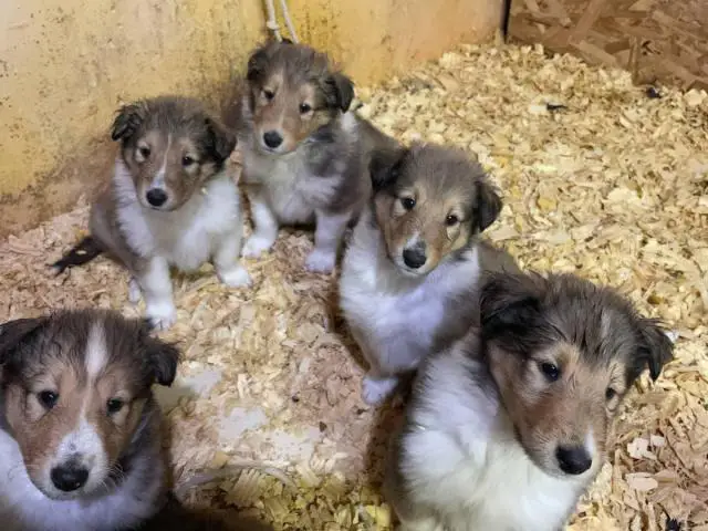 4 males and 4 females Registered Rough collie Puppies for sale - 2/6
