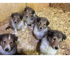 4 males and 4 females Registered Rough collie Puppies for sale - 2