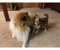 4 males and 4 females Registered Rough collie Puppies for sale - 3