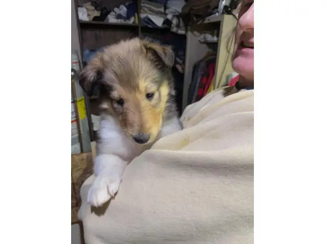 4 males and 4 females Registered Rough collie Puppies for sale - 5/6
