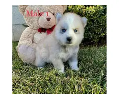 Beautiful 10 weeks old Pomsky puppies for sale - 1