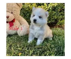 Beautiful 10 weeks old Pomsky puppies for sale - 2