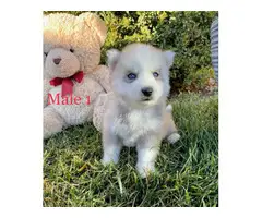 Beautiful 10 weeks old Pomsky puppies for sale - 3