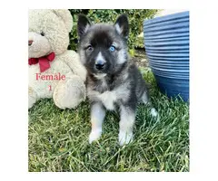 Beautiful 10 weeks old Pomsky puppies for sale - 4