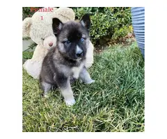 Beautiful 10 weeks old Pomsky puppies for sale - 5