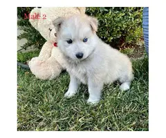 Beautiful 10 weeks old Pomsky puppies for sale - 6