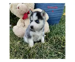 Beautiful 10 weeks old Pomsky puppies for sale - 9