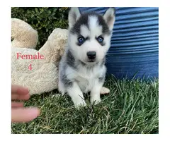 Beautiful 10 weeks old Pomsky puppies for sale - 10
