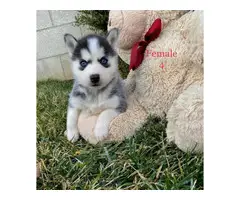 Beautiful 10 weeks old Pomsky puppies for sale - 11