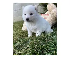 Beautiful 10 weeks old Pomsky puppies for sale - 12