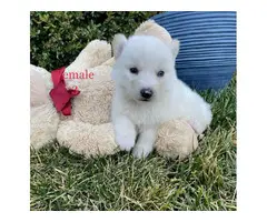 Beautiful 10 weeks old Pomsky puppies for sale - 13