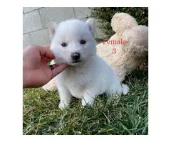 Beautiful 10 weeks old Pomsky puppies for sale - 14