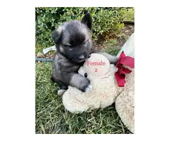 Beautiful 10 weeks old Pomsky puppies for sale - 15