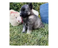 Beautiful 10 weeks old Pomsky puppies for sale - 16