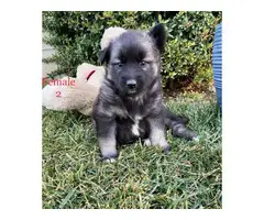 Beautiful 10 weeks old Pomsky puppies for sale - 17