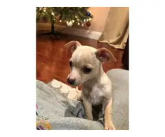 2 lovely Chiweenie puppies needing new home - 3