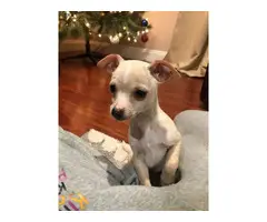2 lovely Chiweenie puppies needing new home - 4