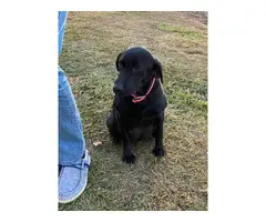 1 female and 3 male black Lab Puppies - 10