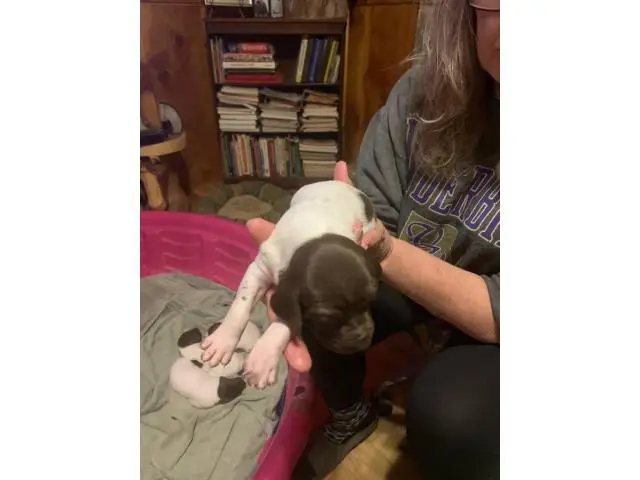 3 AKC German Shorthaired Pointer puppies for sale - 4/12