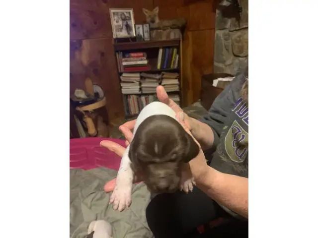 3 AKC German Shorthaired Pointer puppies for sale - 8/12