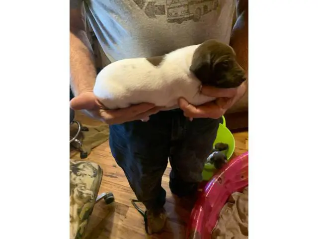 3 AKC German Shorthaired Pointer puppies for sale - 9/12
