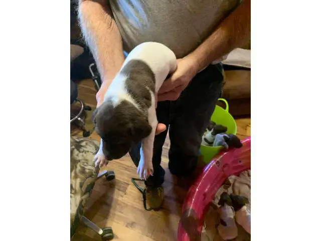 3 AKC German Shorthaired Pointer puppies for sale - 10/12
