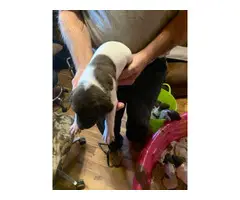3 AKC German Shorthaired Pointer puppies for sale - 10